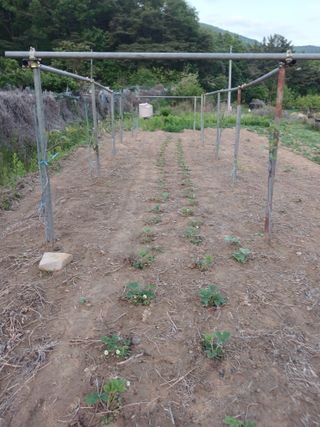 이영숙님의 기타작물 · 영농일지 작성글 사진