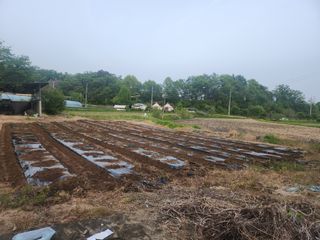 트랜스지방님의 고추 · 영농일지 작성글 사진