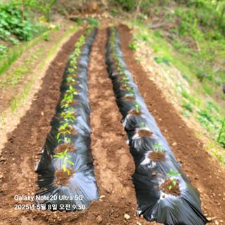 산솔바람님의 고추 · 영농일지 작성글 사진