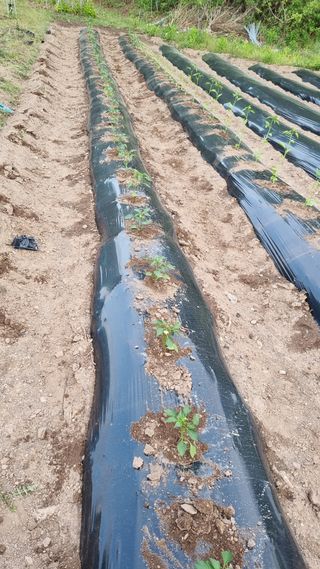 의성촌놈님의 기타작물 · 영농일지 작성글 사진