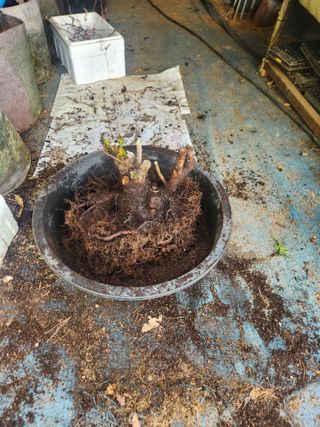 벽창호(죽동농부)님의 사과 · 영농일지 작성글 사진