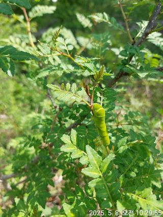 유병욱님의 두릅 · 영농일지 작성글 사진