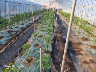 우희태님의 기타작물 · 영농일지 작성글 사진