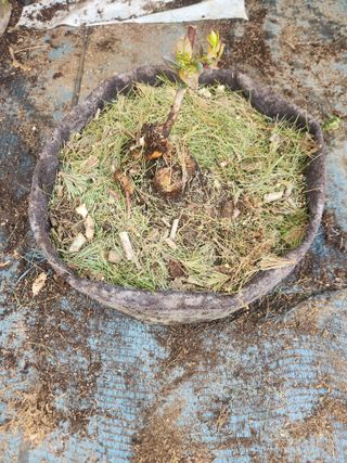 벽창호(죽동농부)님의 사과 · 영농일지 작성글 사진