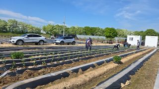 최경숙님의 고추 · 영농일지 작성글 사진