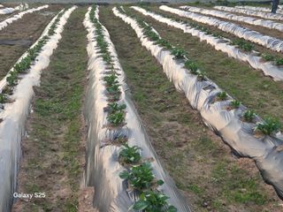 류승원님의 기타작물 · 영농일지 작성글 사진