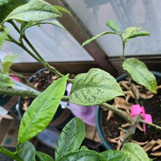 필라댄스농부님의 기타작물 · 영농일지 작성글 사진