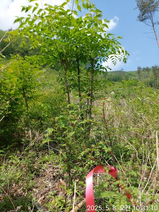 유병욱님의 두릅 · 영농일지 작성글 사진