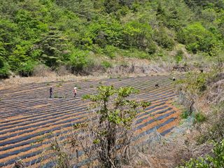 김주희님의 고추 · 영농일지 작성글 사진