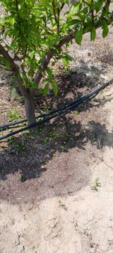 팜모닝 기타작물·영농일지 게시글 이미지