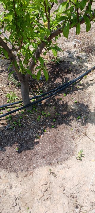 김 연님의 기타작물 · 영농일지 작성글 사진