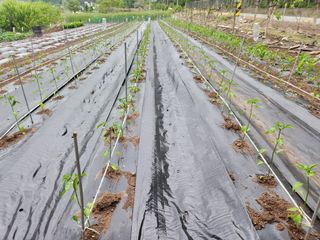 옥수수14683님의 기타작물 · 영농일지 작성글 사진