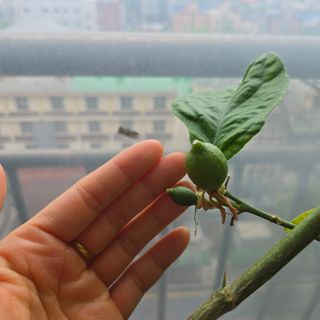 필라댄스농부님의 기타작물 · 영농일지 작성글 사진