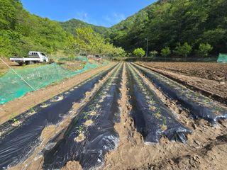 김진환님의 기타작물 · 영농일지 작성글 사진