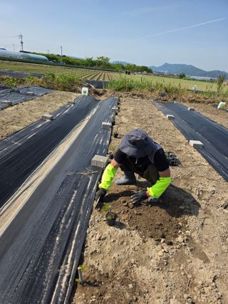 늘푸른 농장주님의 기타작물 · 영농일지 작성글 사진