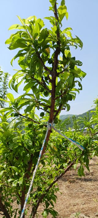 김 연님의 기타작물 · 영농일지 작성글 사진