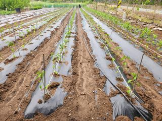 옥수수14683님의 기타작물 · 영농일지 작성글 사진