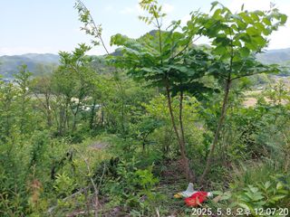 유병욱님의 두릅 · 영농일지 작성글 사진