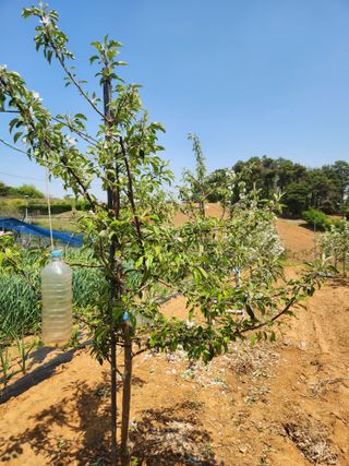 벽창호(죽동농부)님의 사과 · 영농일지 작성글 사진