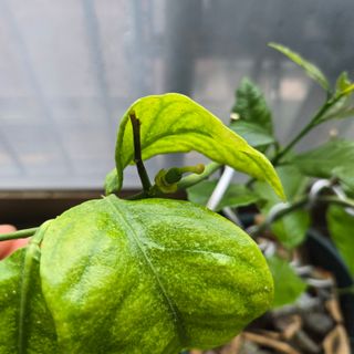 필라댄스농부님의 기타작물 · 영농일지 작성글 사진