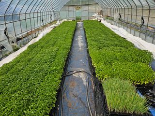 김주희님의 고추 · 영농일지 작성글 사진