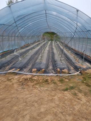 딸기10123님의 기타작물 · 영농일지 작성글 사진