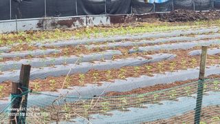 석희님의 고추 · 영농일지 작성글 사진