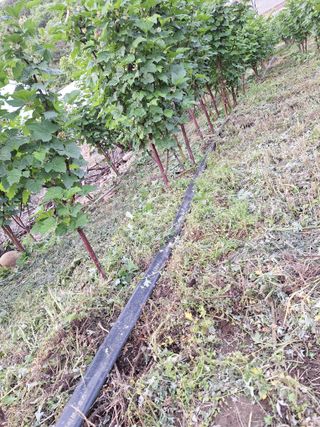 박수천님의 딸기 · 영농일지 작성글 사진