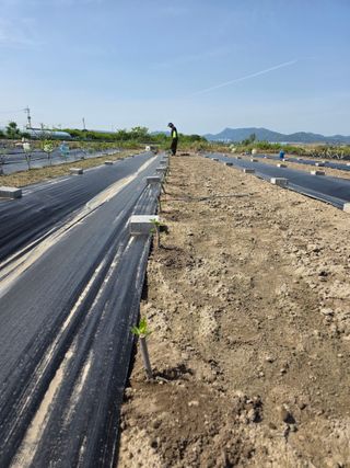 늘푸른 농장주님의 기타작물 · 영농일지 작성글 사진