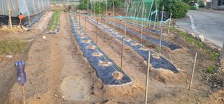 이남수진천님의 콩 · 영농일지 작성글 사진