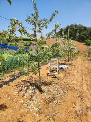 벽창호(죽동농부)님의 사과 · 영농일지 작성글 사진