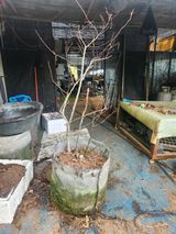 팜모닝 사과·영농일지 게시글 이미지