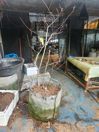 벽창호(죽동농부)님의 사과 · 영농일지 작성글 사진