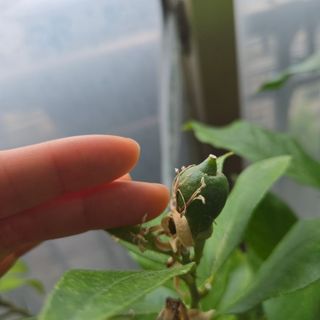 필라댄스농부님의 기타작물 · 영농일지 작성글 사진