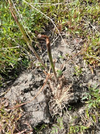 무료지식나눔 팜닥터님의 기타작물 · 영농일지 작성글 사진