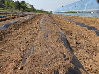 전찬우님의 참깨 · 영농일지 작성글 사진