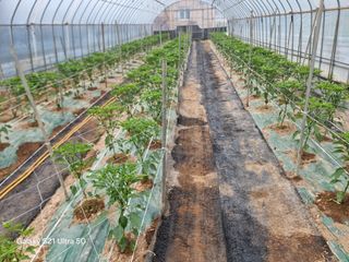 우희태님의 기타작물 · 영농일지 작성글 사진