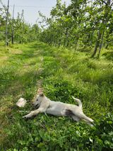 팜모닝 기타작물·영농일지 게시글 이미지