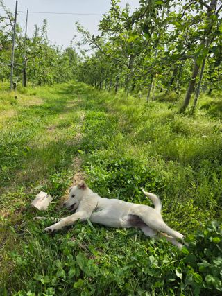 최승국님의 기타작물 · 영농일지 작성글 사진