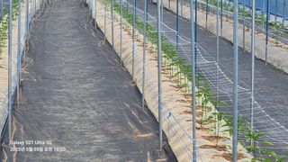 석희님의 고추 · 영농일지 작성글 사진