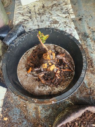 벽창호(죽동농부)님의 사과 · 영농일지 작성글 사진