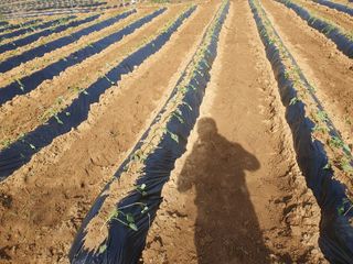 김정태님의 고구마 · 영농일지 작성글 사진