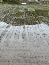 팜모닝 벼·영농일지 게시글 이미지