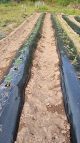 팜모닝 기타작물·영농일지 게시글 이미지