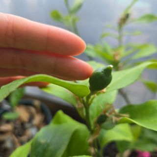 필라댄스농부님의 기타작물 · 영농일지 작성글 사진