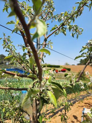 벽창호(죽동농부)님의 사과 · 영농일지 작성글 사진