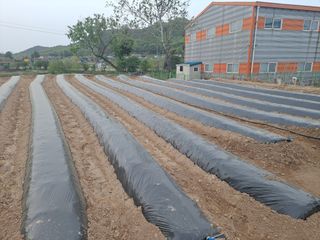 구본명님의 참깨 · 영농일지 작성글 사진
