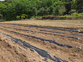 전찬우님의 참깨 · 영농일지 작성글 사진