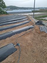 팜모닝 참깨·영농일지 게시글 이미지