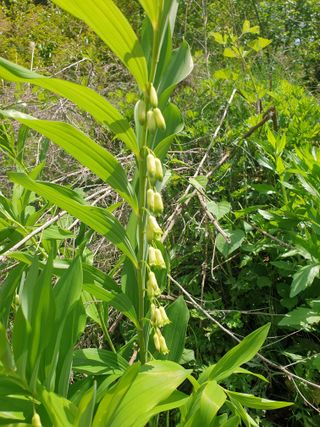 김윤숙님의 기타작물 · 영농일지 작성글 사진
